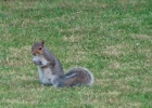 Squirrel May 2012